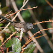 Wrentit